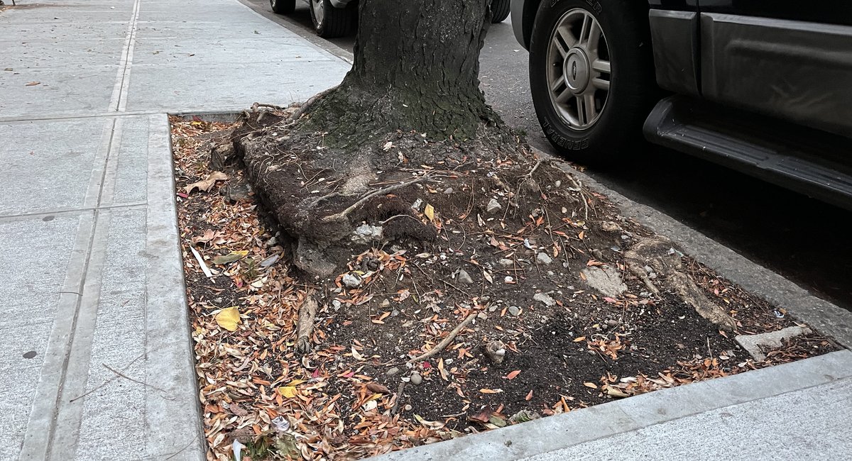 Drought presents dire threat to NYC’s street trees, arborists say