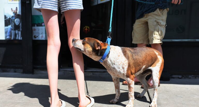 NYC set to ban sale of dogs and cats at pet stores and unlicensed locations