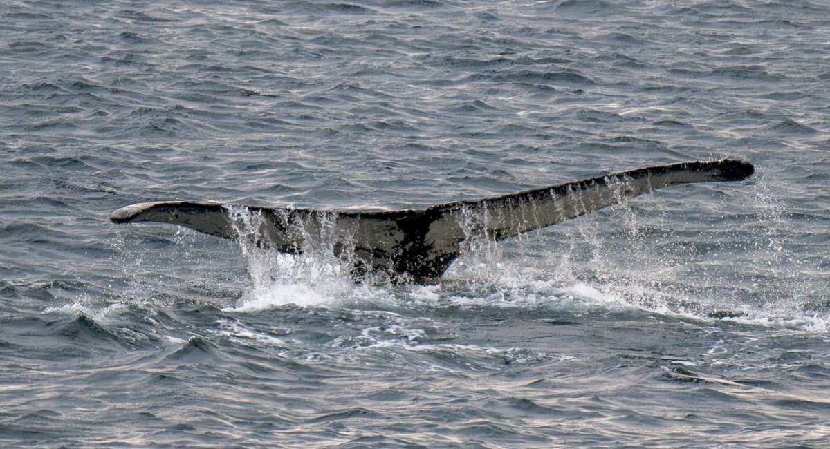 Whale spotted in NYC’s East River this week, Coast Guard says