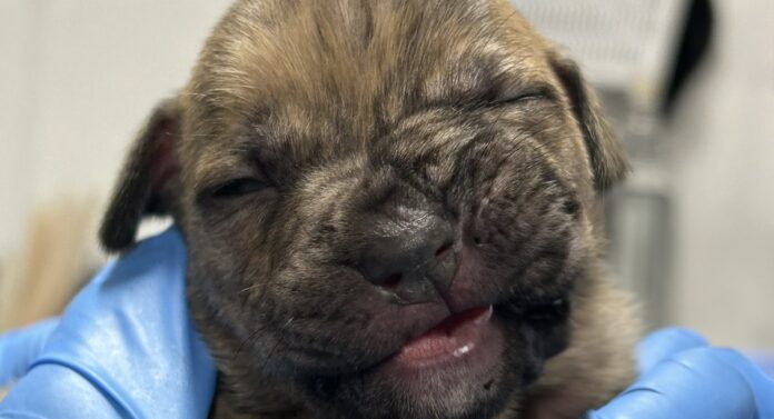 9 puppies found abandoned, freezing, starving in a bucket along NJ road