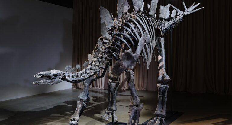 Billionaire's $44 million dinosaur on display at American Museum of Natural History