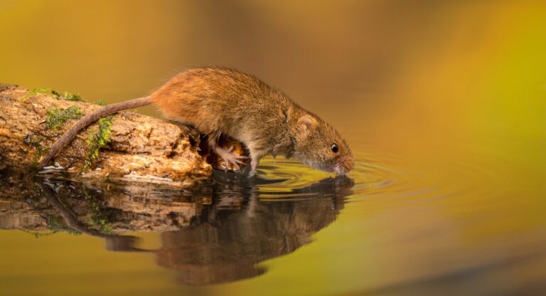 Extra Extra: Just in time for 2025, they discovered a mouse that swims