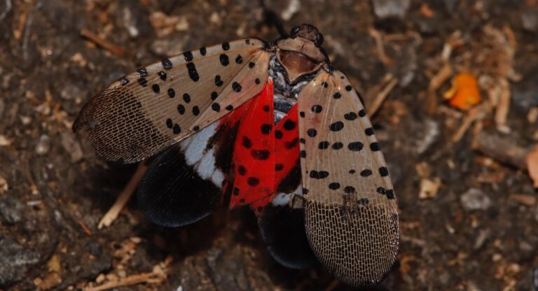 Lanternfly invasion: NYC bugs are living their best (and longest) lives